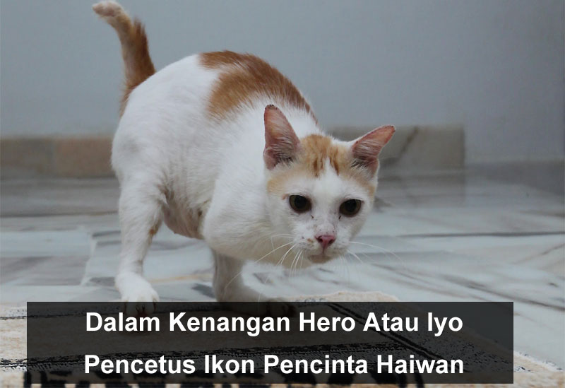 kucing hero